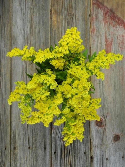 CARNIVAL GOLD  5 STEM BUNCH  YELLOW ASTER